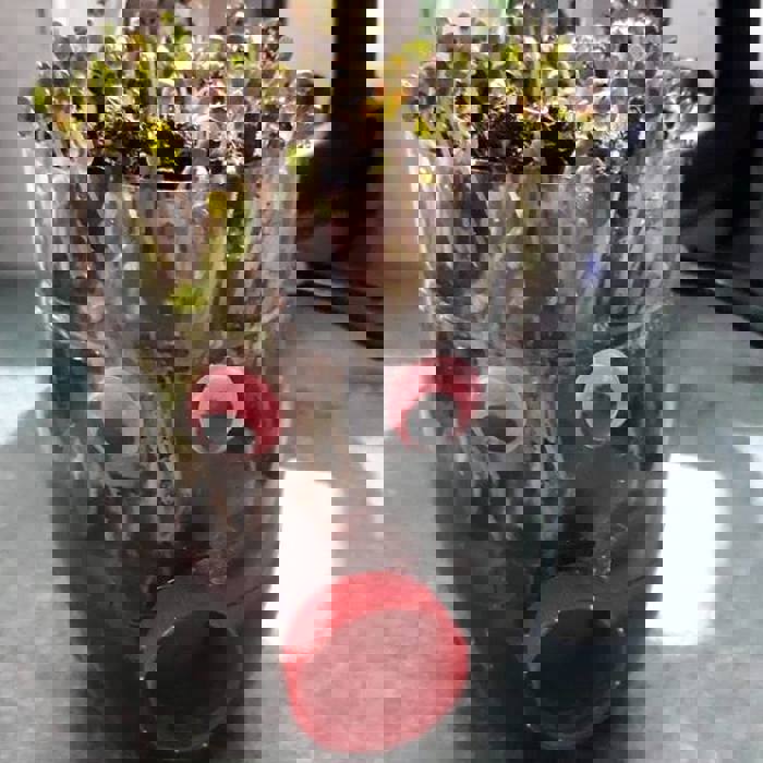 plant with eyes and a mouth made from recycled plastic